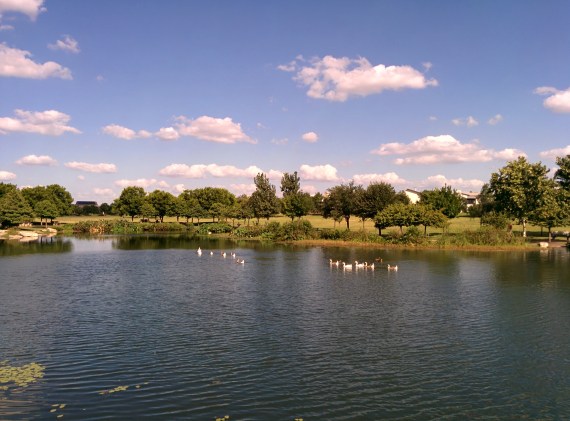 These families of ducks gave it a shot. Can't you?
